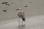 PICTURES/Washed Ashore Art - Bandon Port/t_P1020872.JPG